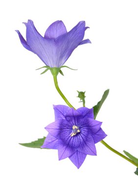 Platycodon görkemli çiçek