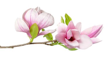  pembe Manolya 