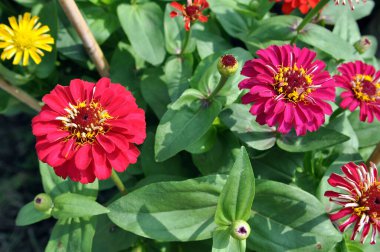 pembe zinnia 