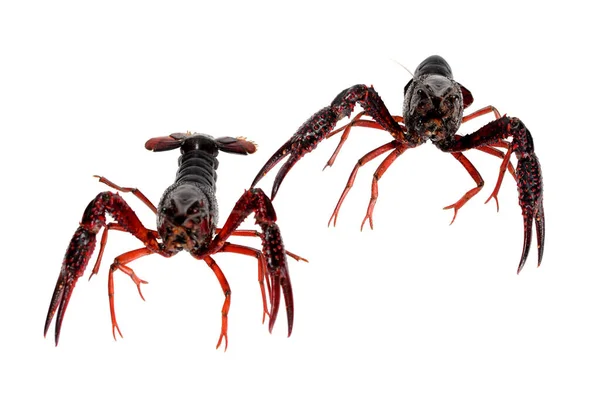 Dua crawfish hidup — Stok Foto