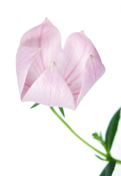플라스마 코돈 grandiflorus 꽃 — 스톡 사진