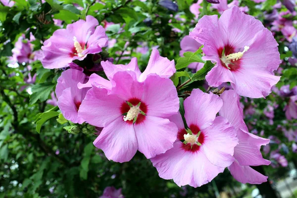 Rózsaszín hibiszkusz virágok — Stock Fotó