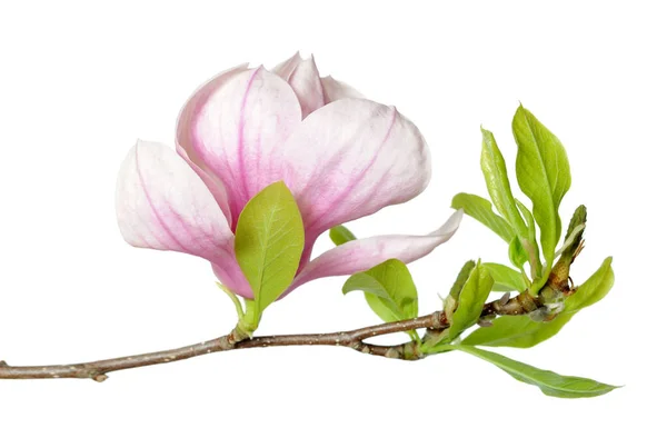 Pink magnolia — Stock Photo, Image