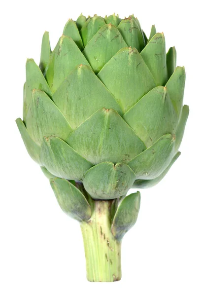 Fresh artichoke bulb — Stock Photo, Image
