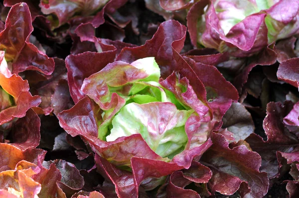 Lettuce trees — Stock Photo, Image