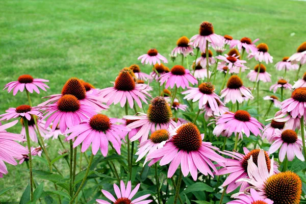 Black eyes susan — Stock Photo, Image