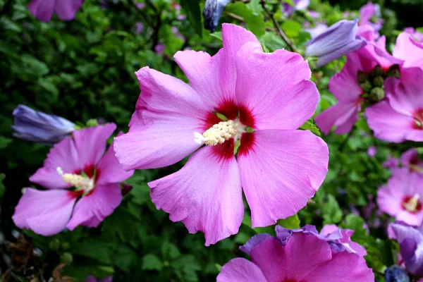 Rosa hibiskus — Stockfoto