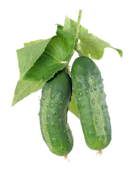 Pickle cucumber — Stock Photo, Image