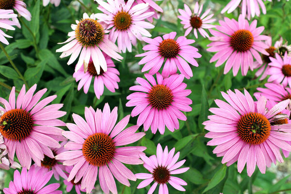 чёрные глаза сусан
