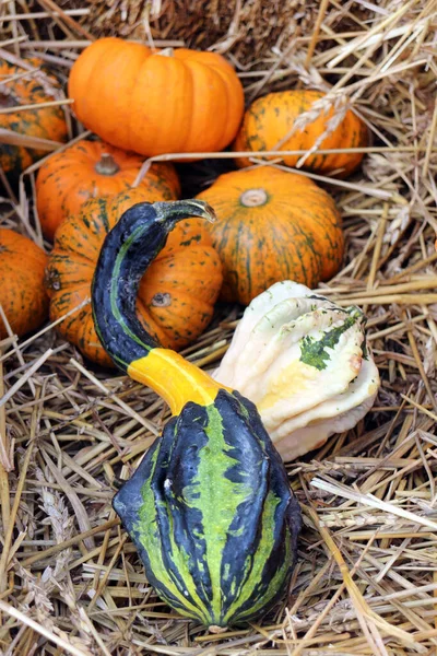 Knölig gourd — Stockfoto