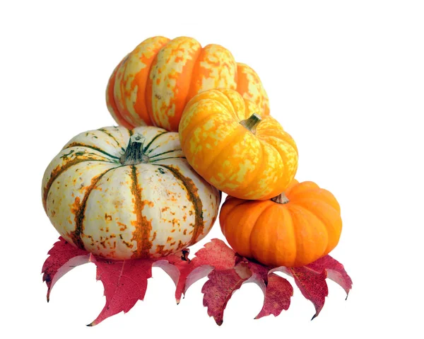 Mini pumpkin — Stock Photo, Image