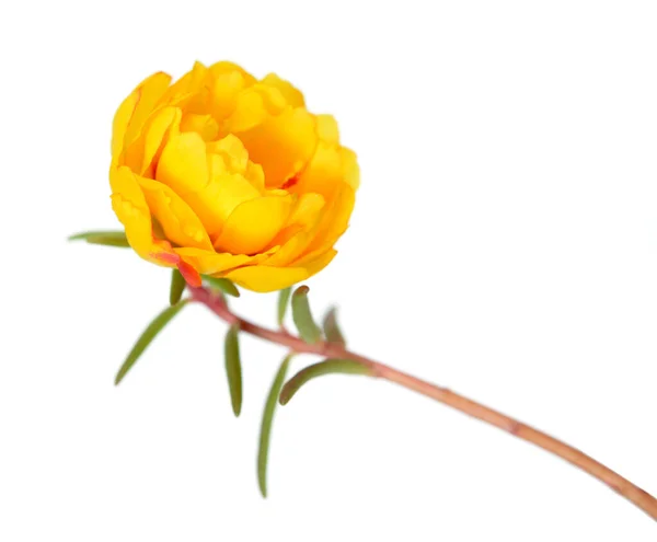 Portulaca grandiflora bloem — Stockfoto