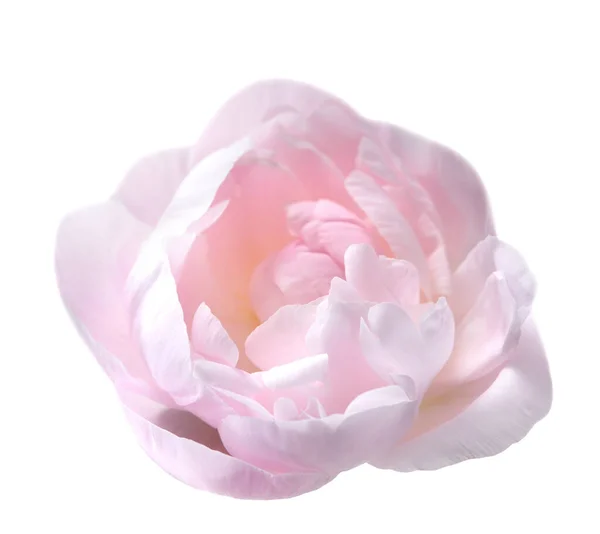 Fiore di peonia — Foto Stock