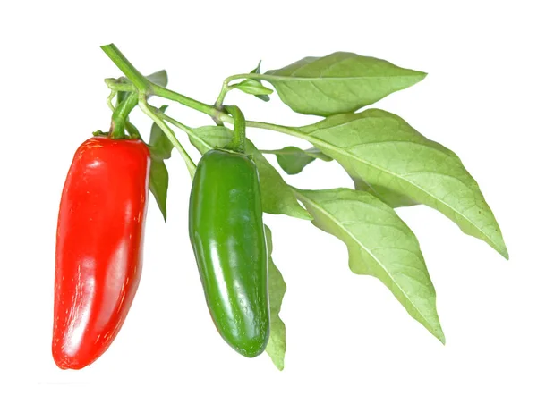 Jalapeno peper — Stockfoto