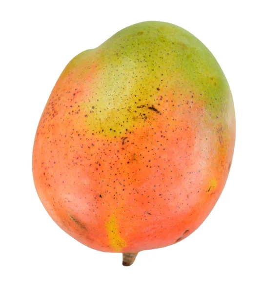 Singel mango — Stockfoto