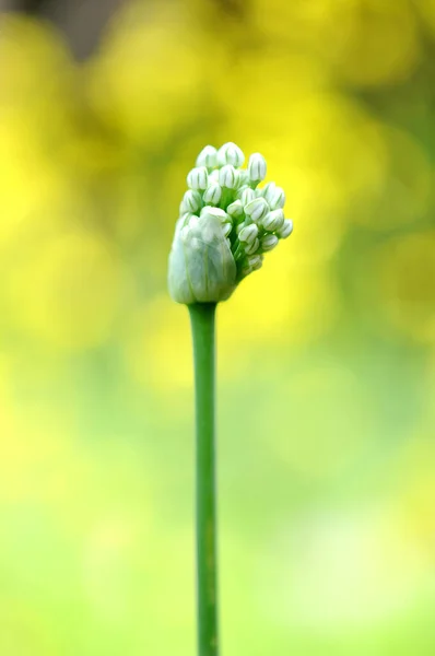 Цибуля квіти — стокове фото