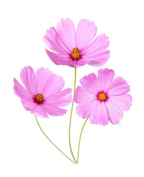 Κλείσιμο Πολύχρωμα Λουλούδια Ανθισμένα Για Χρήσεις Υποβάθρου — Φωτογραφία Αρχείου