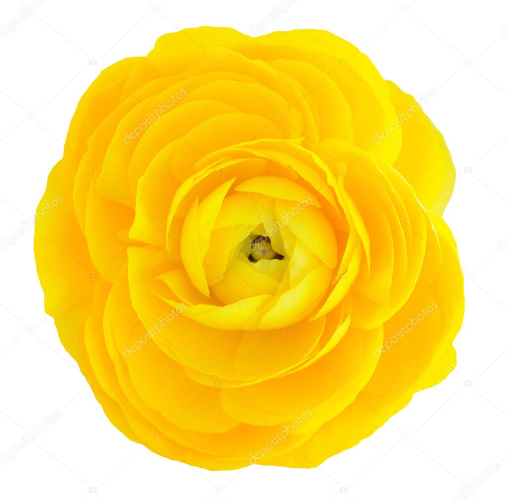 yellow buttercup
