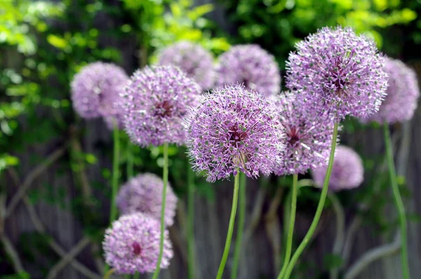 洋葱花图库照片 免版税洋葱花图片 Depositphotos 洋葱花图库照片 免版税洋葱花图片 Depositphotos