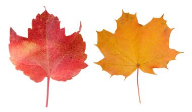 akçaağaç yaprağı