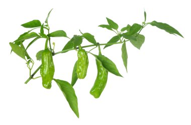 Charleston peper