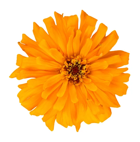 Orange zinnia — Stock Photo, Image