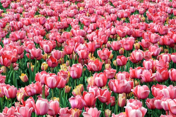 Rode tulip — Stockfoto