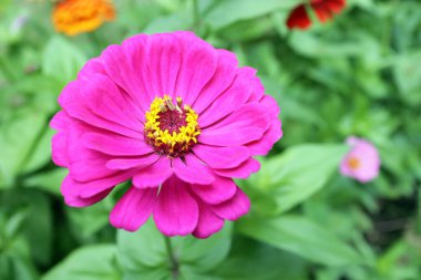 Zinnia çiçeği 