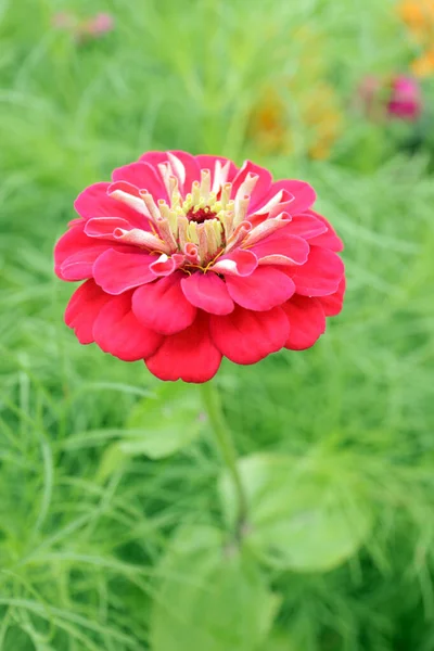 Flor de zinnia rosa — Foto de Stock