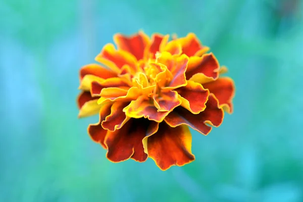 オレンジ色のマリーゴールド — ストック写真