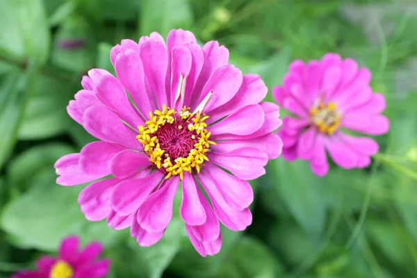 Flor de zinnia rosa — Foto de Stock