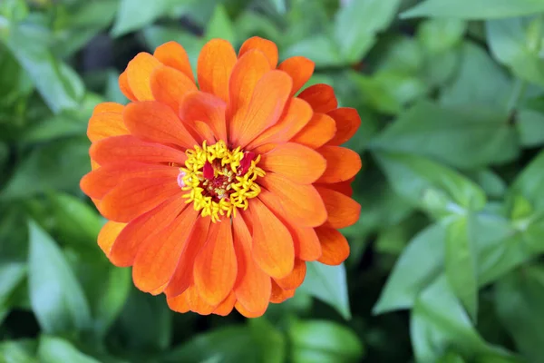 Laranja zinnia flor — Fotografia de Stock