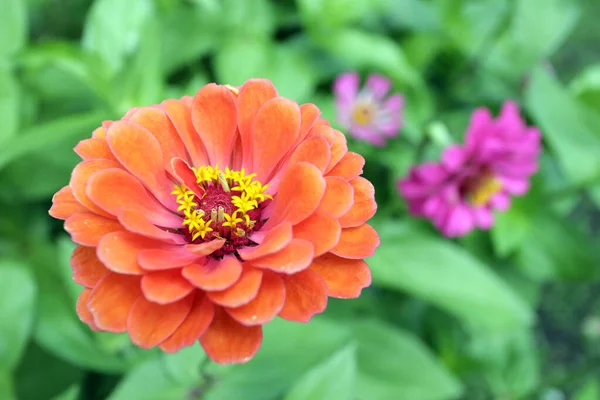 オレンジ百日草の花 — ストック写真