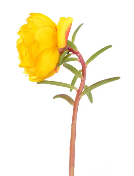 Portulaca grandiflora — Foto de Stock
