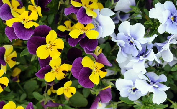 Pansy blomster – stockfoto