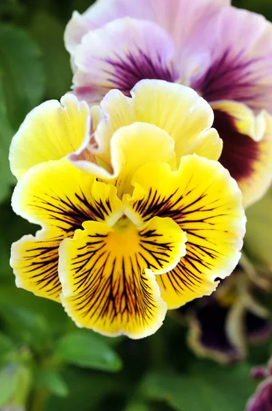 Цветы панси — стоковое фото