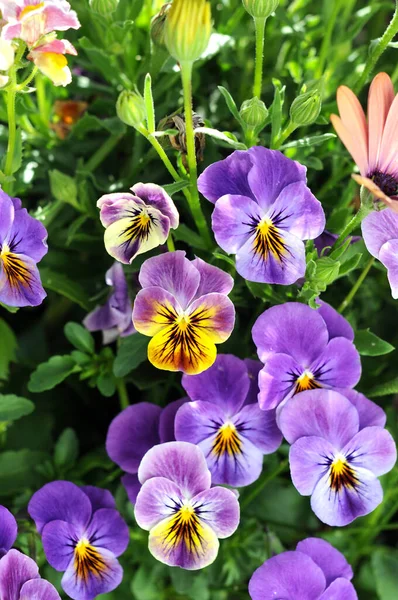 パンジーの花 — ストック写真