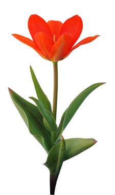  Orange tulip