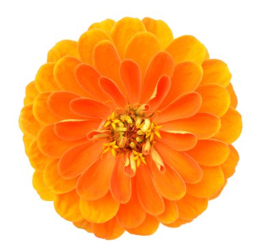  turuncu zinnia
