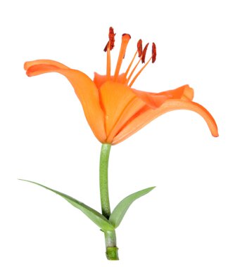 Turuncu lily 