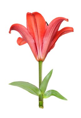  Lily