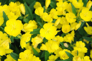 Çuha çiçeği ve frutcosa