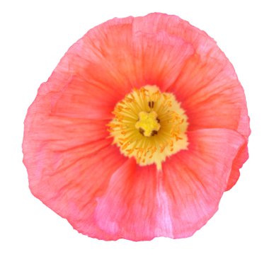 pembe haşhaş 