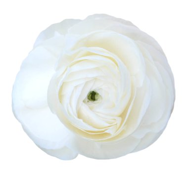 Farsça düğün çiçeği