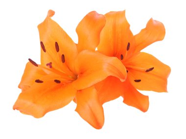 Turuncu lily