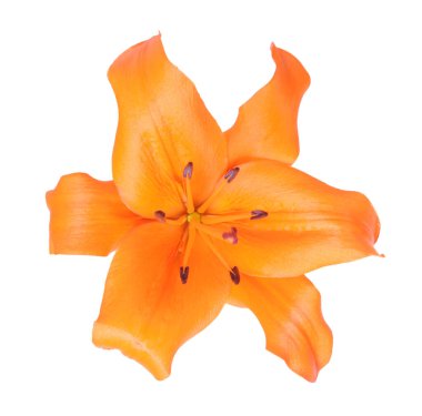 Turuncu lily