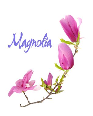 pembe Manolya