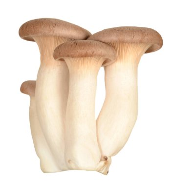 oyster mushroom clipart