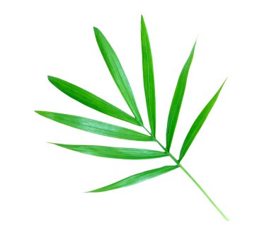 Biraz bambu yaprağı.