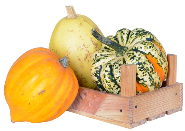 Mini zucca con cassa isolata su fondo bianco — Foto Stock